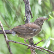 Five-striped Sparrow